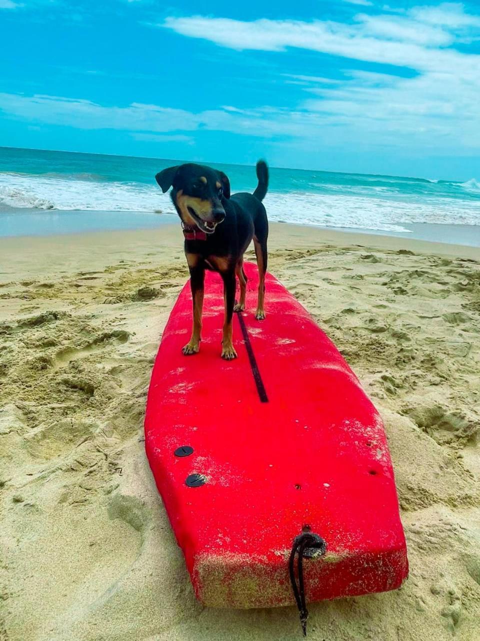 بيت شباب Gaia Ocean Surf Yoga آهانغاما المظهر الخارجي الصورة